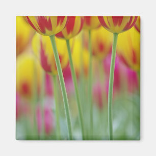 Close-up of underside of tulip flower, 3 magnet