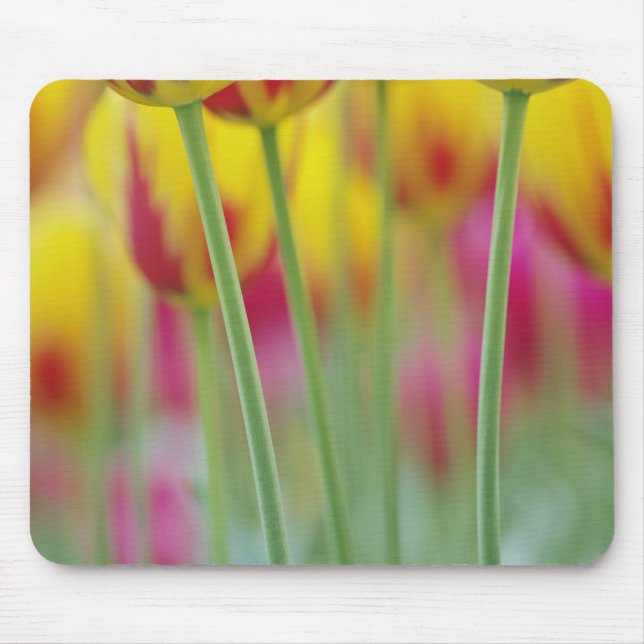 Close-up of underside of tulip flower, 3 mouse pad (Front)