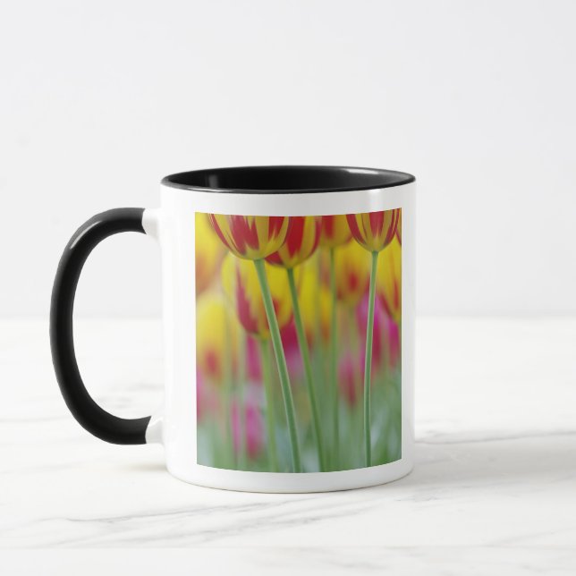 Close-up of underside of tulip flower, 3 mug (Left)