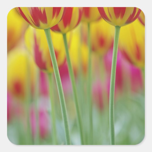 Close-up of underside of tulip flower, 3 square sticker (Front)