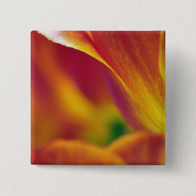 Close-up of underside of tulip flower, 4 15 cm square badge (Front)