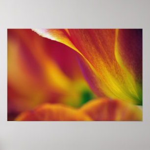 Close-up of underside of tulip flower, 4 poster