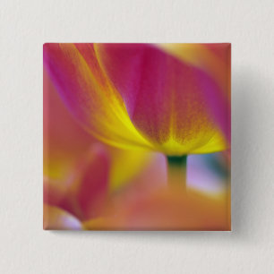 Close-up of underside of tulip flower, Kuekenhof 2 15 Cm Square Badge