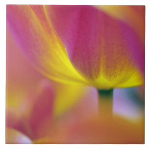 Close-up of underside of tulip flower, Kuekenhof 2 Ceramic Tile