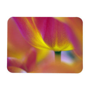 Close-up of underside of tulip flower, Kuekenhof 2 Magnet