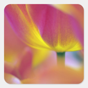 Close-up of underside of tulip flower, Kuekenhof 2 Square Sticker