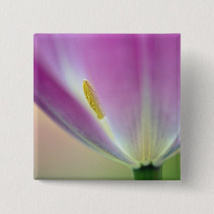 Close-up of underside of tulip flower, Kuekenhof 3 15 Cm Square Badge