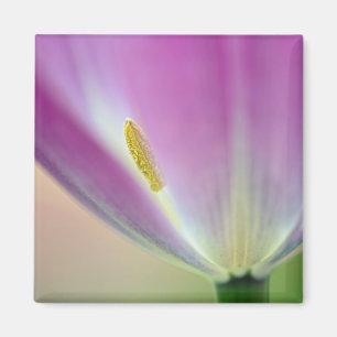 Close-up of underside of tulip flower, Kuekenhof 3 Magnet
