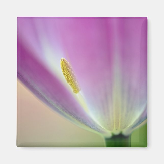 Close-up of underside of tulip flower, Kuekenhof 3 Magnet (Front)