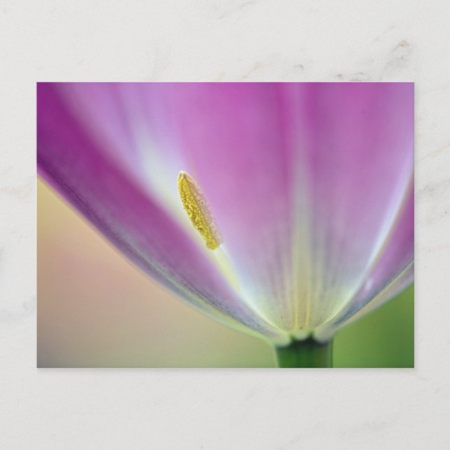 Close-up of underside of tulip flower, Kuekenhof 3 Postcard (Front)