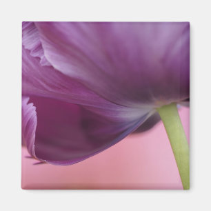 Close-up of underside of tulip flower, Kuekenhof Magnet