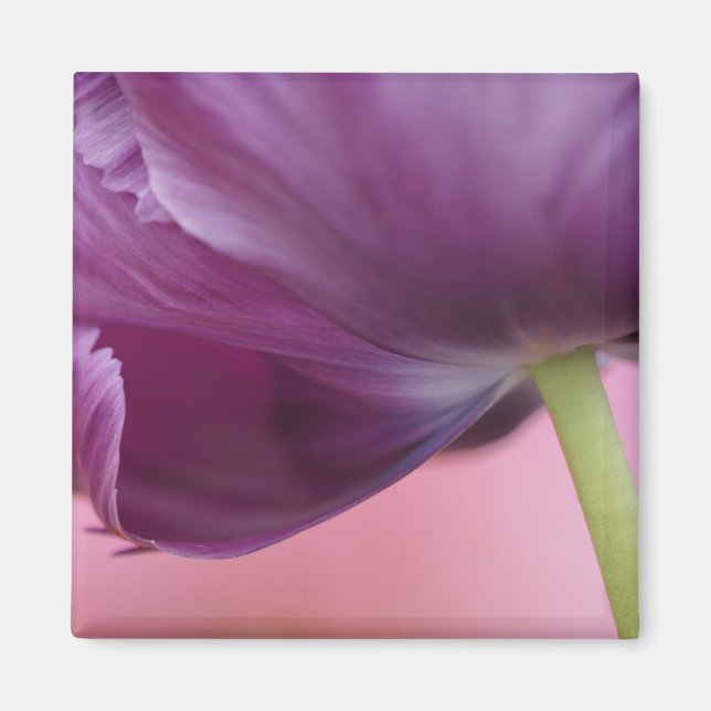 Close-up of underside of tulip flower, Kuekenhof Magnet (Front)