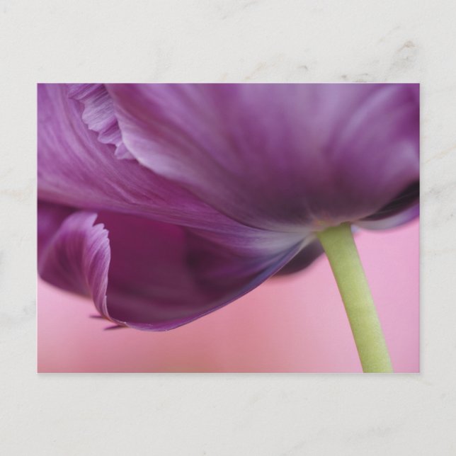 Close-up of underside of tulip flower, Kuekenhof Postcard (Front)