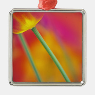 Close-up of underside of tulip flower, metal tree decoration
