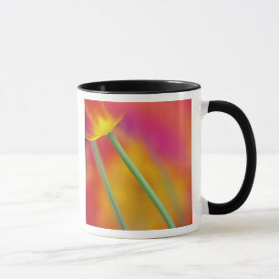 Close-up of underside of tulip flower, mug