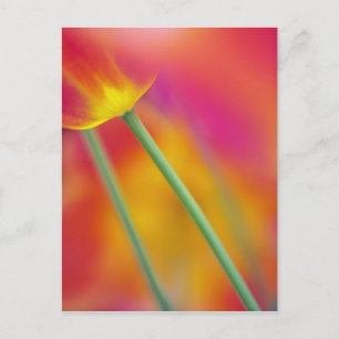 Close-up of underside of tulip flower, postcard