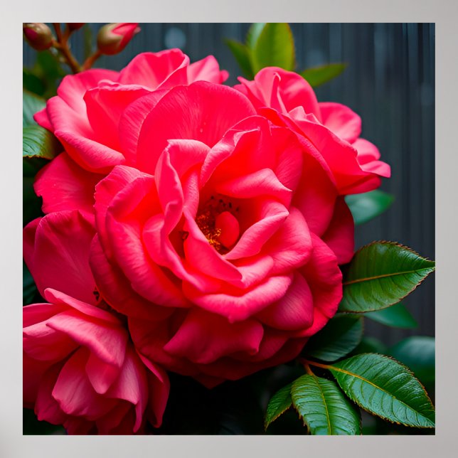 Close-Up of Vibrant Pink Rose Blooming in Sunlight Poster (Front)