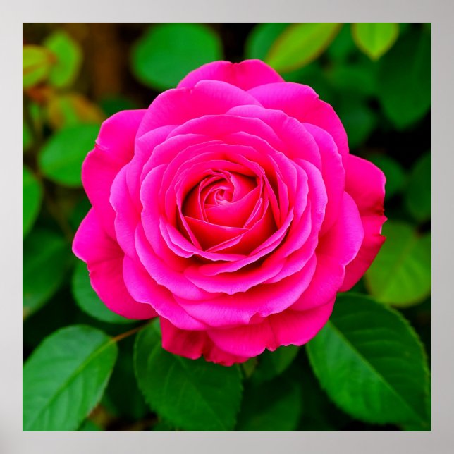 Close-Up of Vibrant Pink Rose Poster (Front)