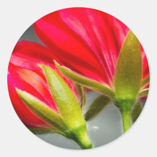 Close-up of vining geranium from back of flower classic round sticker