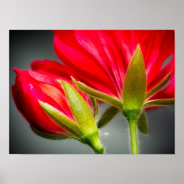 Close-up of vining geranium from back of flower poster (Front)
