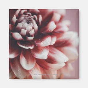 Close-up of water drops on a flower magnet