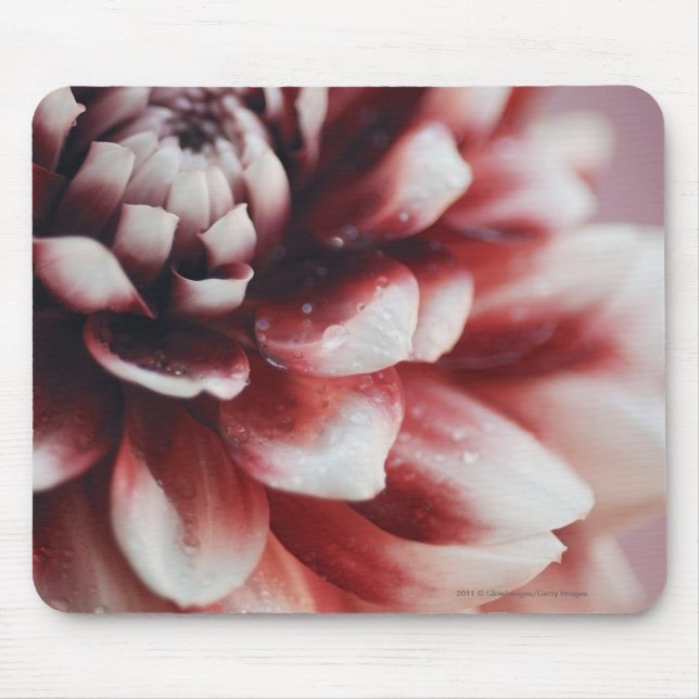 Close-up of water drops on a flower mouse pad (Front)