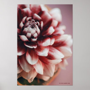 Close-up of water drops on a flower poster
