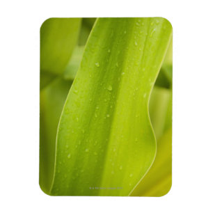 Close up of wet tropical leaf magnet