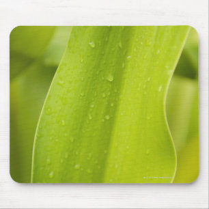 Close up of wet tropical leaf mouse pad