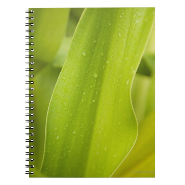 Close up of wet tropical leaf notebook (Front)