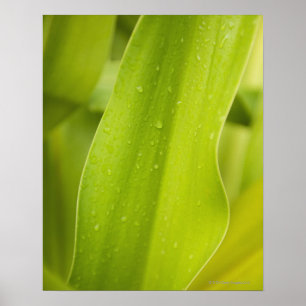 Close up of wet tropical leaf poster