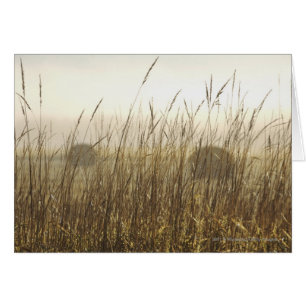 Close up of Wheat Photography