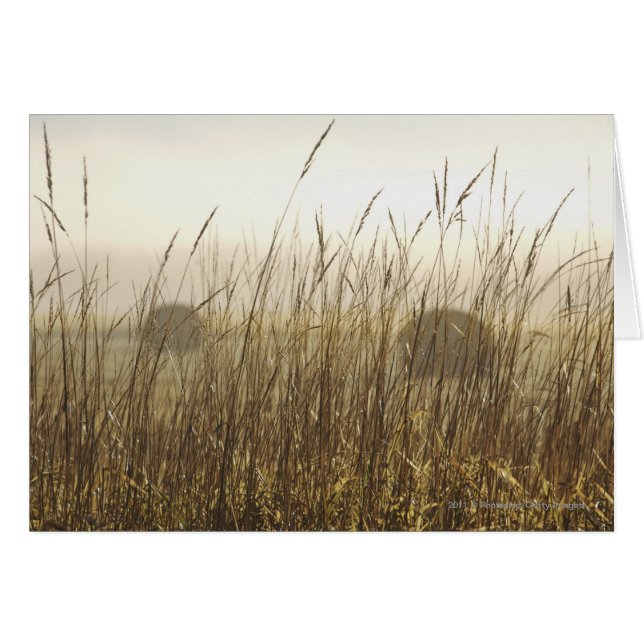 Close up of Wheat Photography (Front Horizontal)