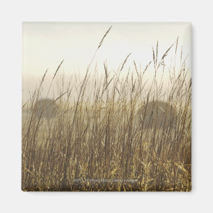 Close up of Wheat Photography Magnet