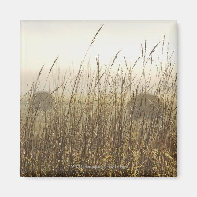 Close up of Wheat Photography Magnet (Front)