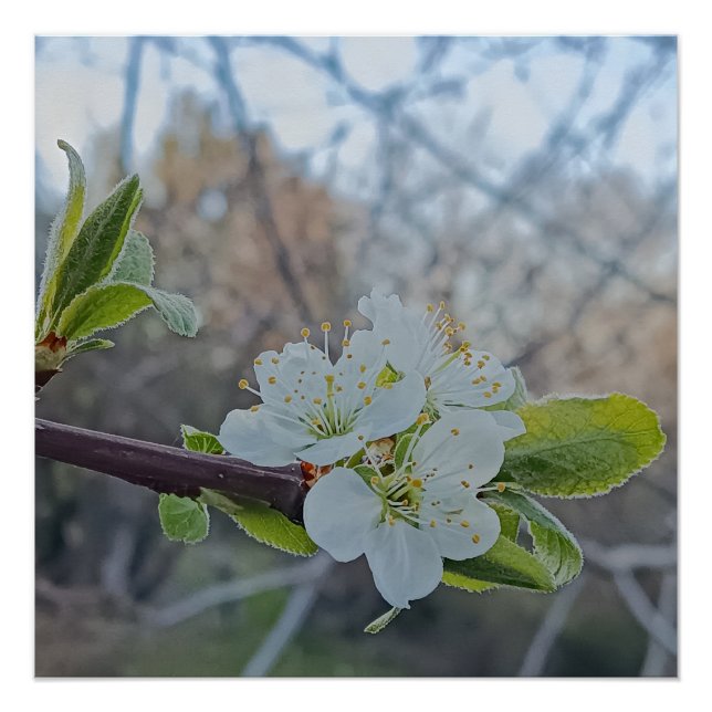 Close-up of white cherry blossoms in spring poster (Front)