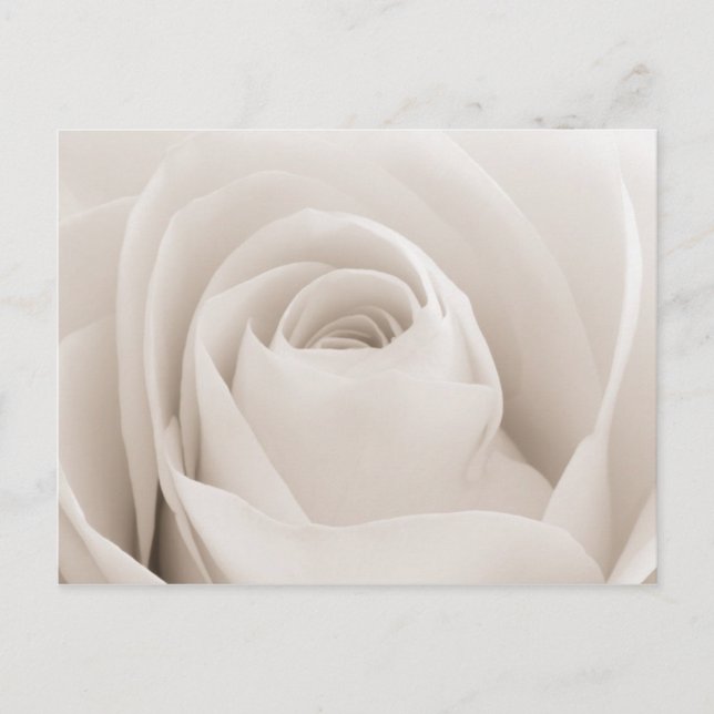 Close up of White Rose Petals Postcard (Front)