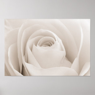 Close up of White Rose Petals Poster