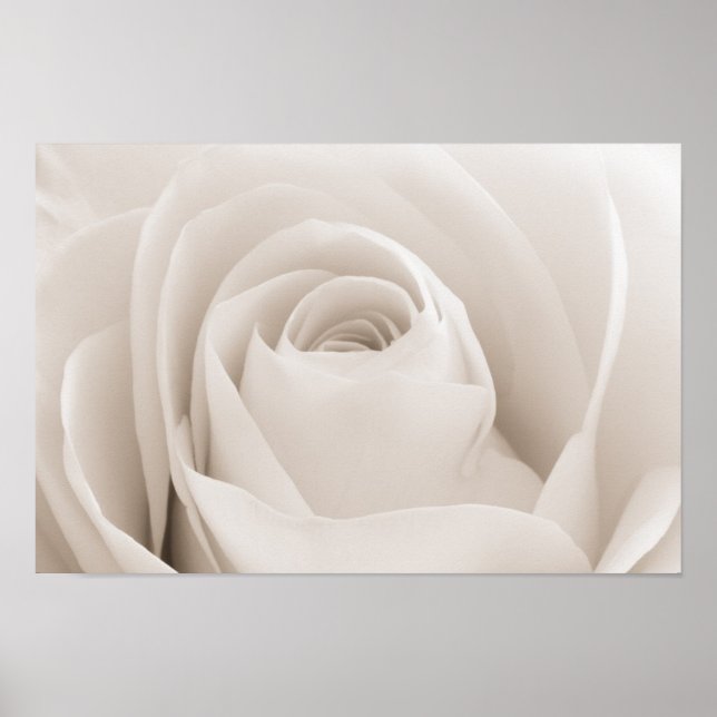Close up of White Rose Petals Poster (Front)