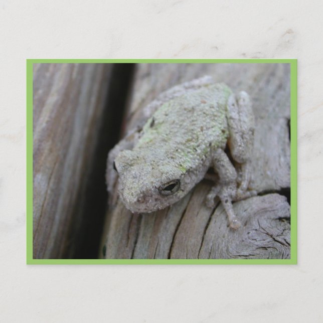Close Up Of White Tree Frog Postcard (Front)