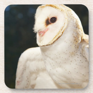 Close-up of wild owl coaster
