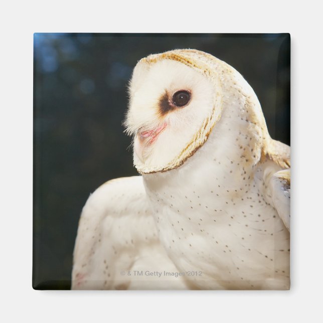 Close-up of wild owl magnet (Front)