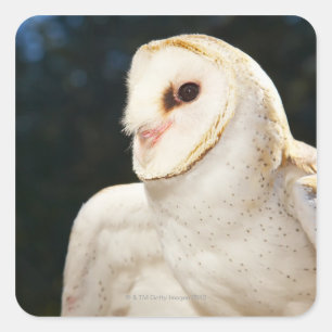 Close-up of wild owl square sticker