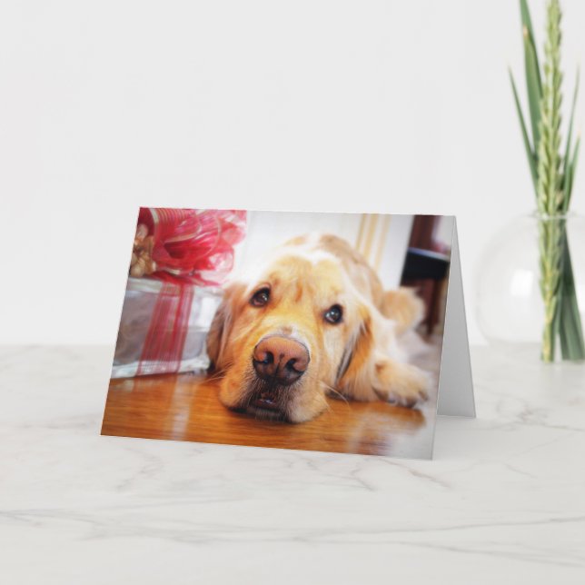 Close-up of wistful Golden Retriever dog Holiday Card (Front)