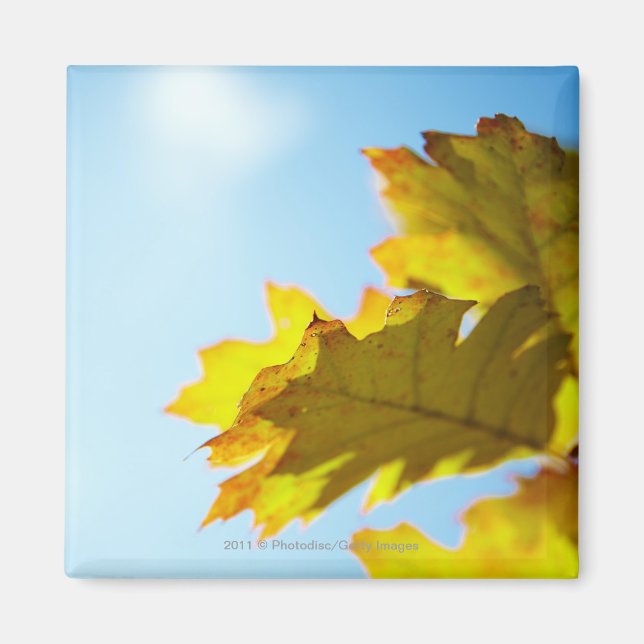 Close Up of Yellow Fall Leaves Magnet (Front)