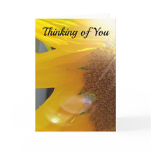 Close Up of Yellow Sunflower