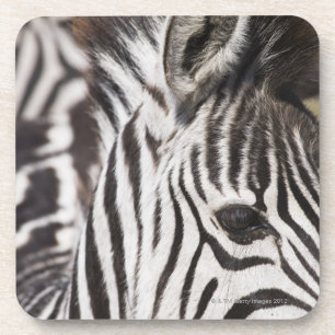 Close up of zebra coaster