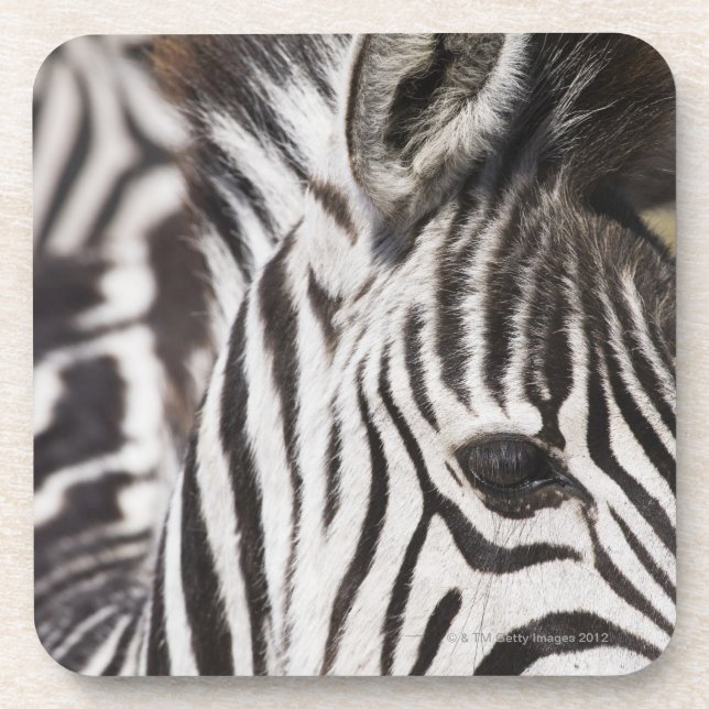 Close up of zebra coaster (Front)
