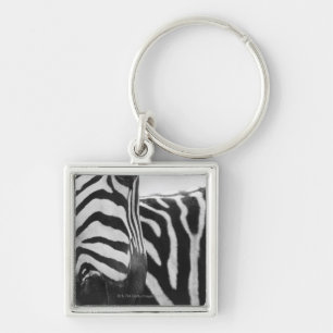 Close-up of zebra face and shoulder key ring