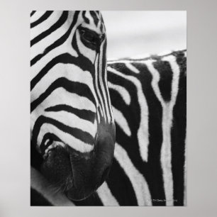 Close-up of zebra face and shoulder poster
